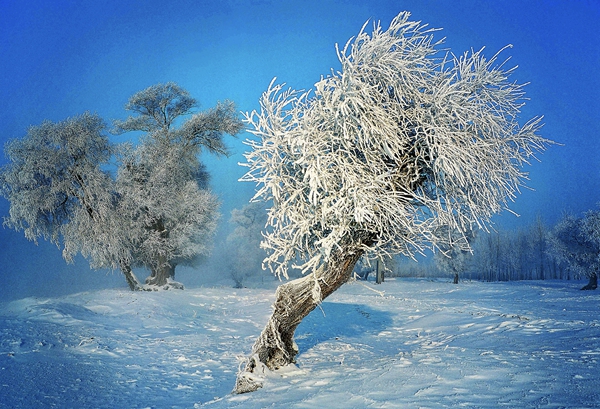 《傲雪》摄影：罗湖退役军人 董抗美.jpg